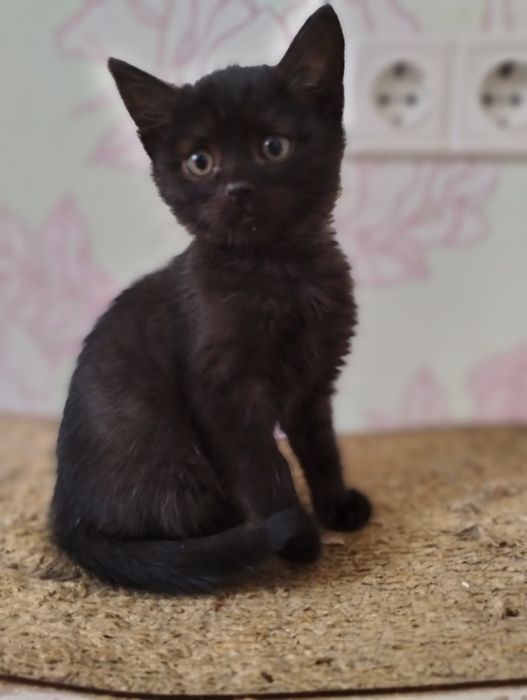 Віддам гарних кошенят