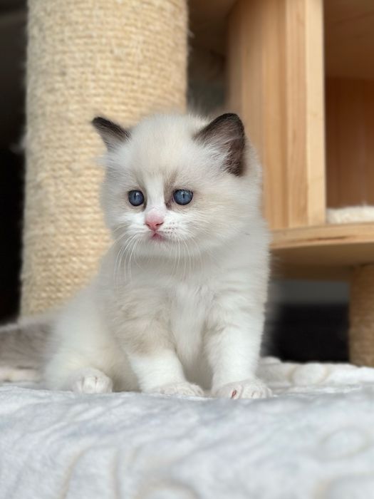 Kocurek ragdoll hodowlano wystawowy FPL