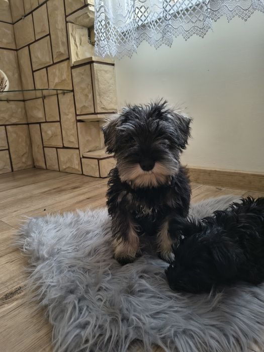 Sznaucer miniaturowy