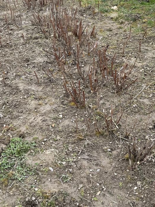 Sadzonki maliny jesiennej