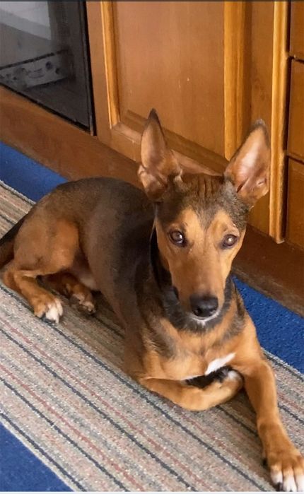 Podengo Para adoção responsável