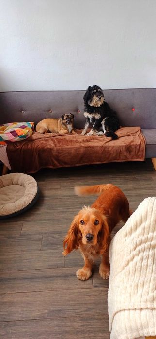 Hospedagem e pet sitting para cães pequenos, médios e grandes