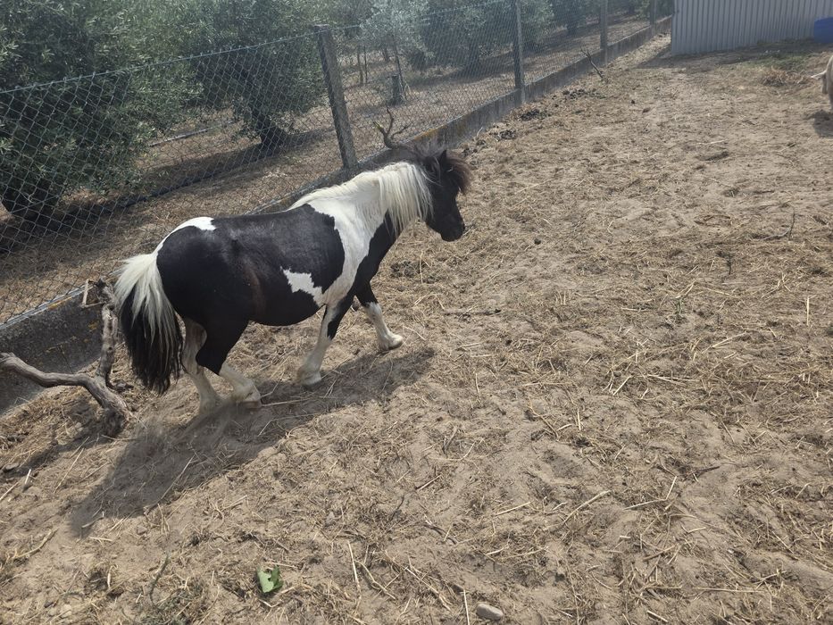 Mini pónei muito mansinho