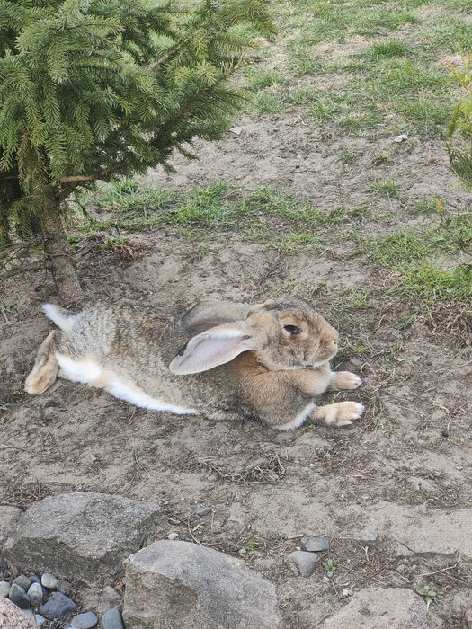 Przedam krolika kradziony z jakiegos losowego podworka