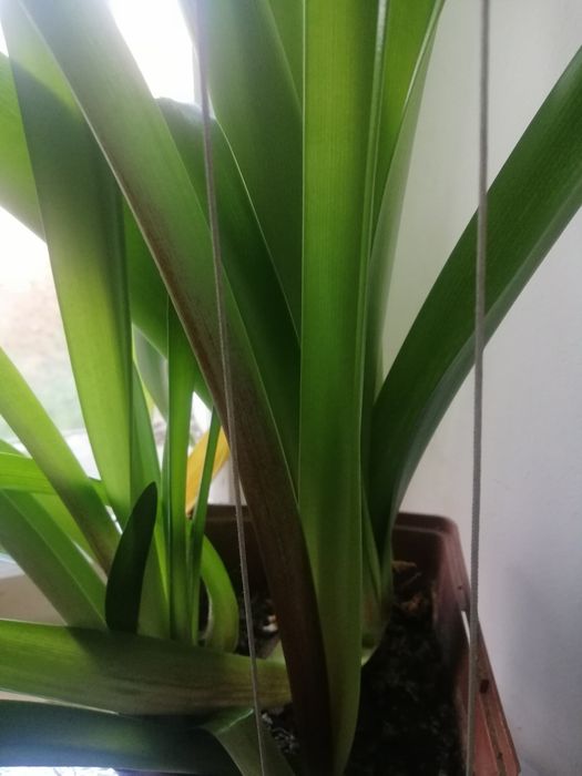 Гіпеаструм ( амариліс )