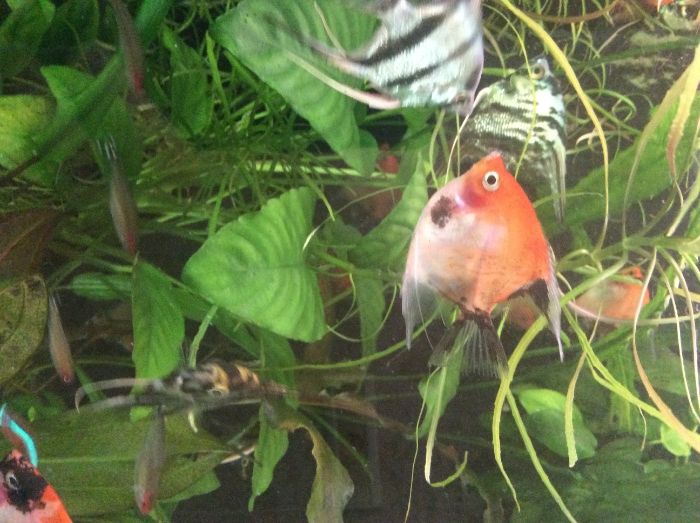 Салярия супер Ред и Ред девил