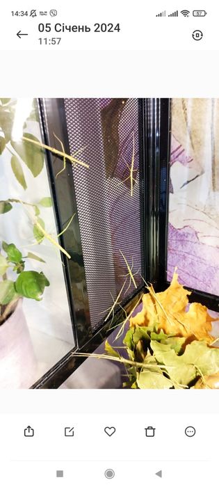 Палочники анамський