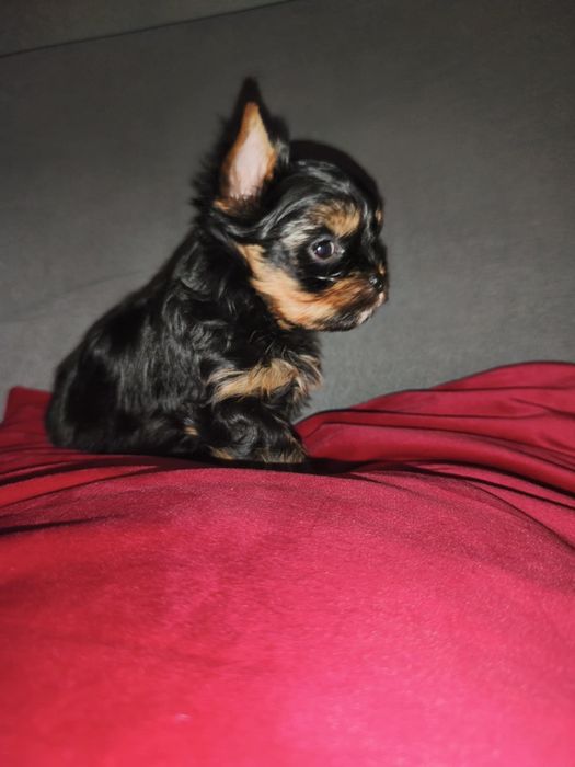 Yorkshire Terrier. Piesek XS z rodowodem. Mini śliczne