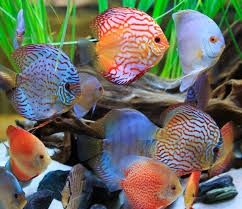 Vendo discus super premium