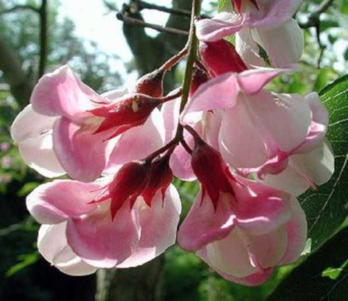 AKACJA ROBINIA WŁOCHATA- sadzonki w doniczkach!