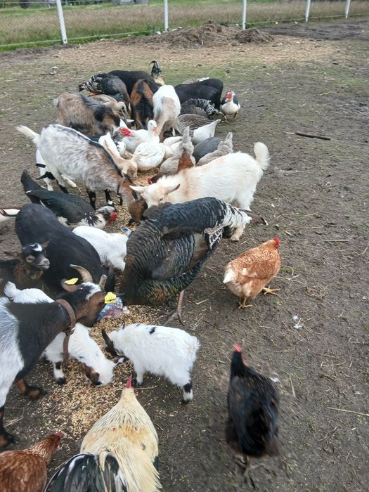 Cabras anas pequenas e adultas