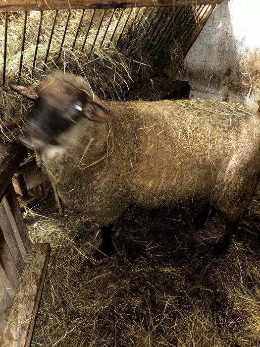 Sprzedam barana czarnoglowke miesny