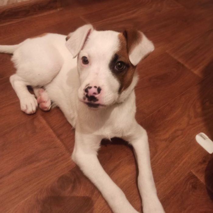 Собачка у добрі руки