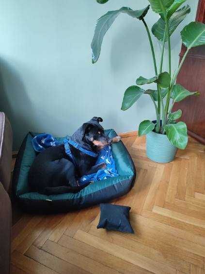 Ma ok. 12 miesięcy.
 Roczny, wesoły i przyjazny Pikselek