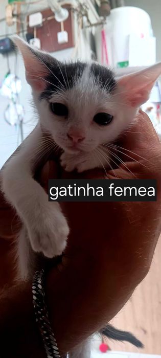 Gatinhos para adopção responsável
