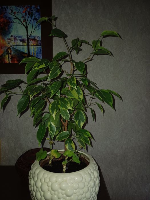 Продам фікус Бенжаміна