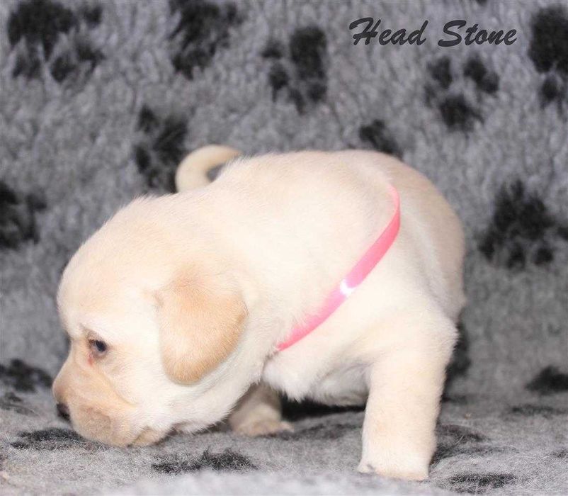 Лабрадор ретривер