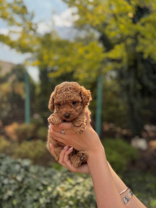 Мальтипу f1, f2 мальтіпу f1 f2 той пудель