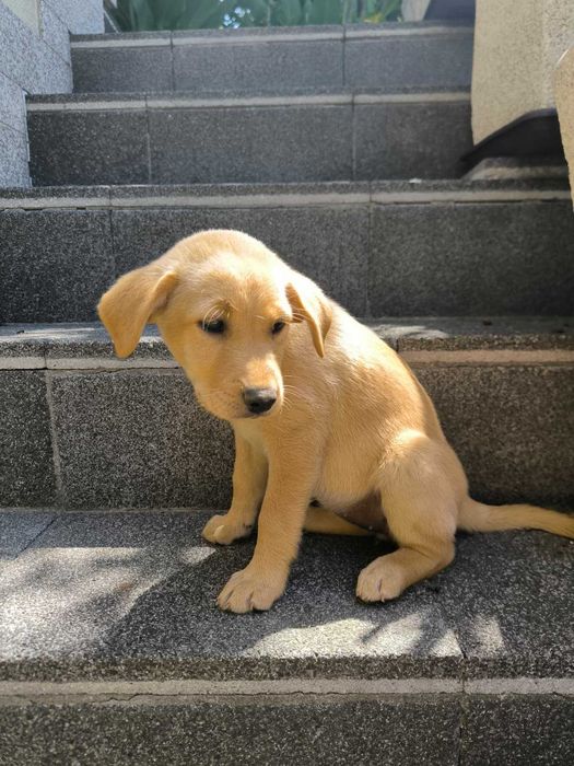 2 cadelinhas raçada Labrador - para adoção responsável