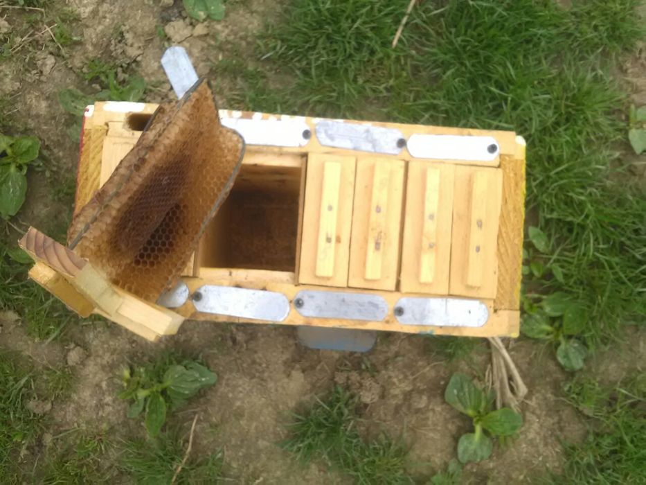 Нуклеус.          .