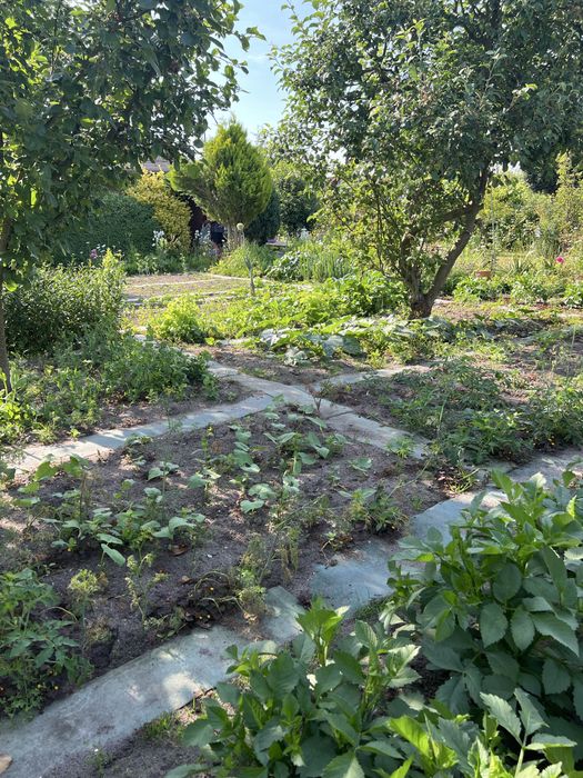 Działka ROD Pogodny ul. Taczaka 489 m² - Widok 3