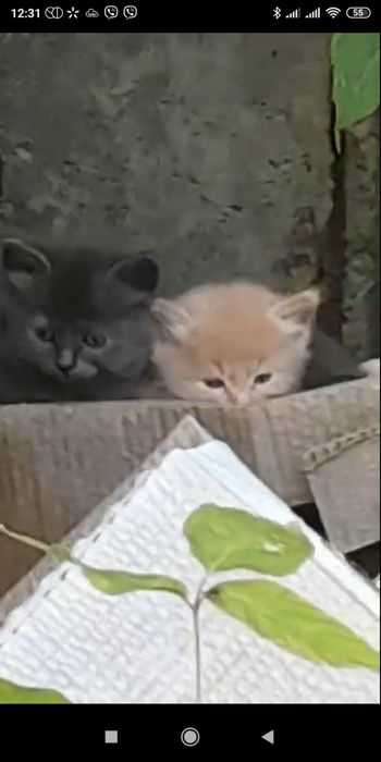 Котята,нужен дом
