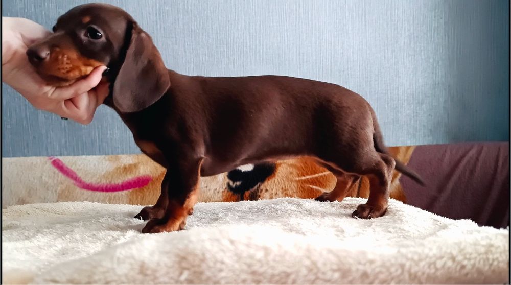 Миниатюрная такса шоколадка