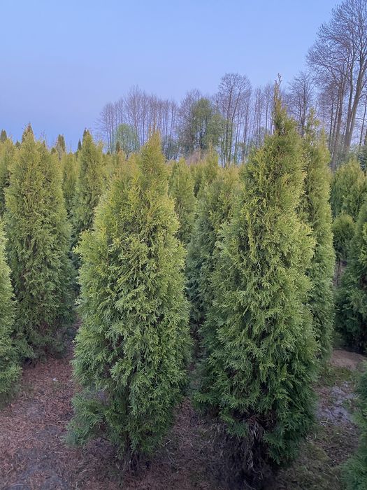 Tuja szmaragd 160-170cm na zywopłot smaragd