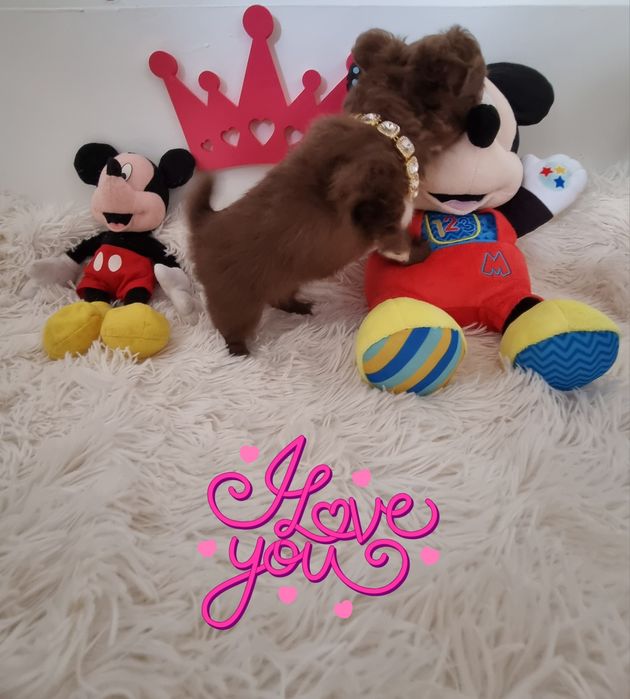 Chihuahua macho  miniatura de pêlo comprido com Pedigree