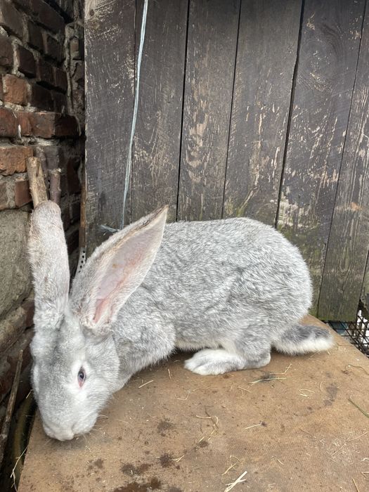 Króliki  Belgijskie