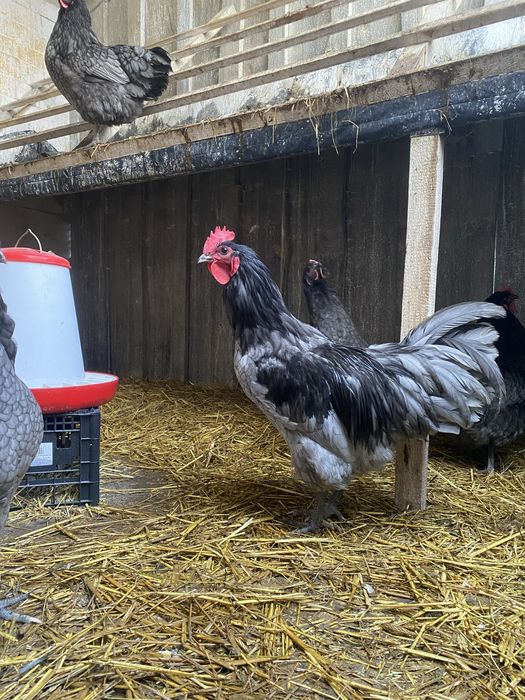 Jaja lęgowe AUSTRALORP niebieski