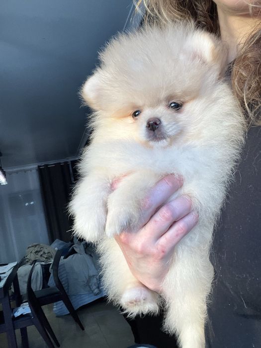 Lulu da pomerânia Fêmea com LOP, pronta para entrega