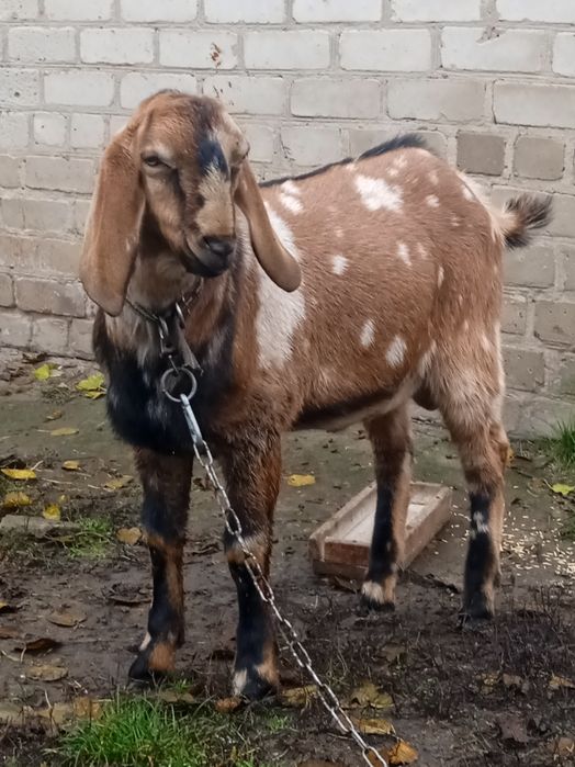козлики Ламанча продам