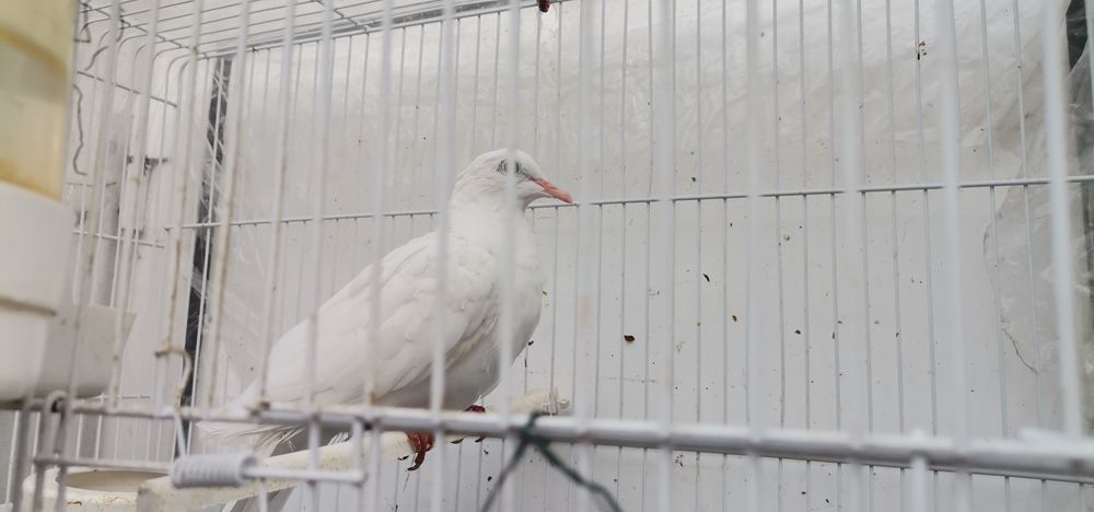 Rolas brancas novas e amarelas claras bonitas