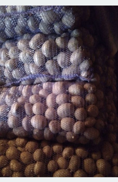 Картопля велика продам