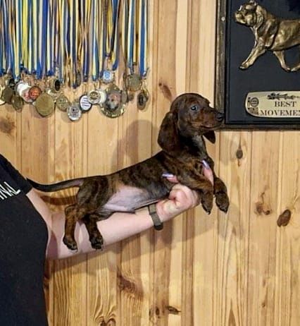 Jamnik króliczy chlopiec