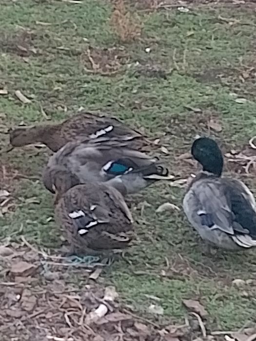 Утка Кряква охотничьи