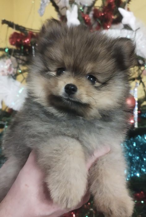 Pomeranian Zkwp szpic miniaturowy