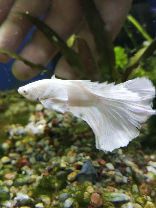 Bojownik Super delta dumbo Snow white biały