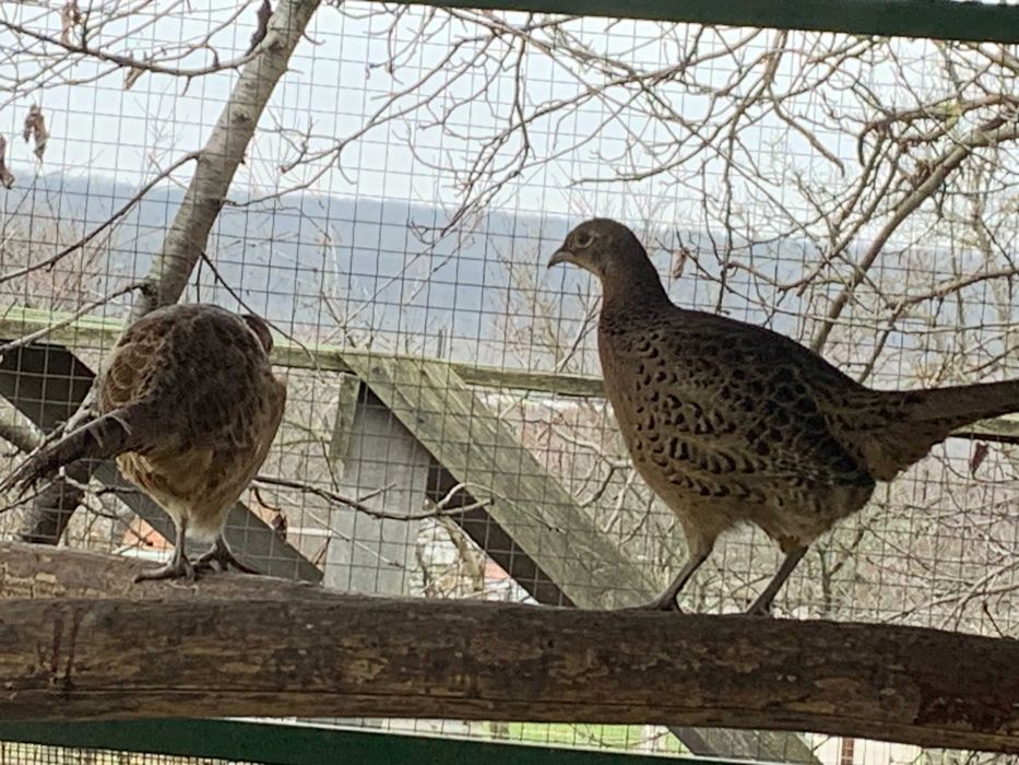 Фазани мисливські та румуни