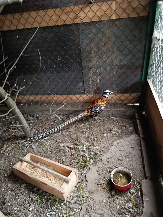 Bazanty złote  ozdobne  2025