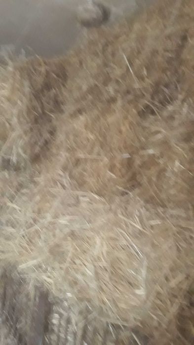 Witam sprzedam słome kostka