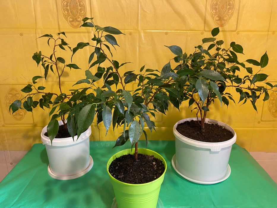 Фікус Бенджаміна