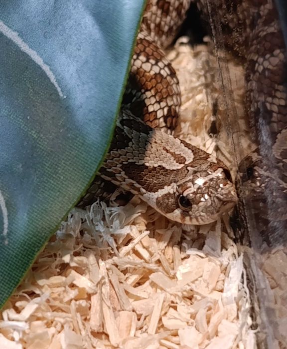 Heterodon zachodni 0.1, klucie  2024