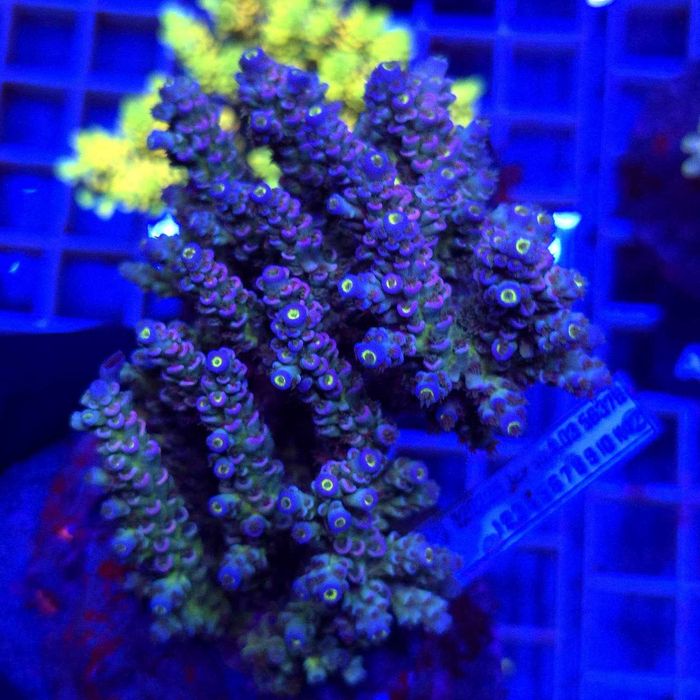 Acropora Rainbow matecznik WYSIWYG #A0191 koralowce SPS