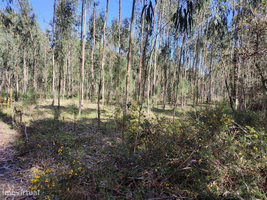 Terreno de Eucaliptos na Maceira