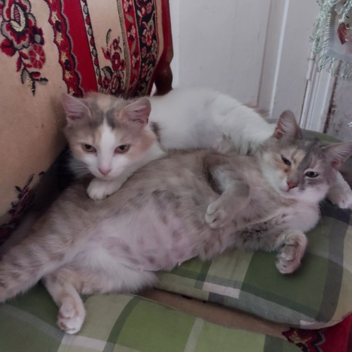 Отдам кошечку Карамелька в добрые ручки.  Котята. Котик.