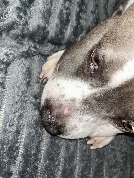 Sonia - mieszanka amatafa z pitbulem 23 kg