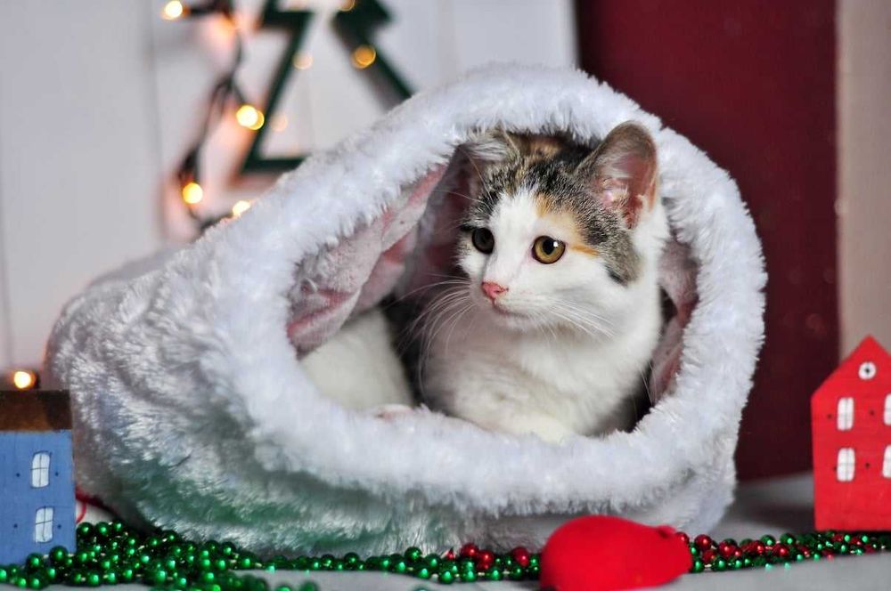 Nelima - słodziak nie z tej ziemi szuka domku!