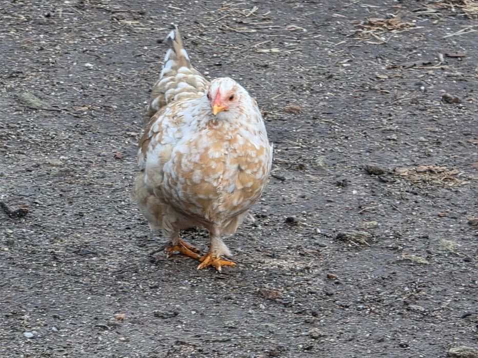 Ovos de galinhas garnisés galados